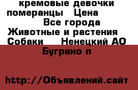 кремовые девочки померанцы › Цена ­ 30 000 - Все города Животные и растения » Собаки   . Ненецкий АО,Бугрино п.